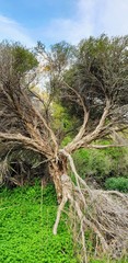 Melaleuca brevifolia