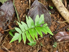 Adiantum argutum