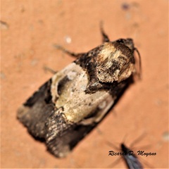 Hampsonodes orbica
