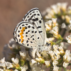 Euphilotes ellisii ellisi