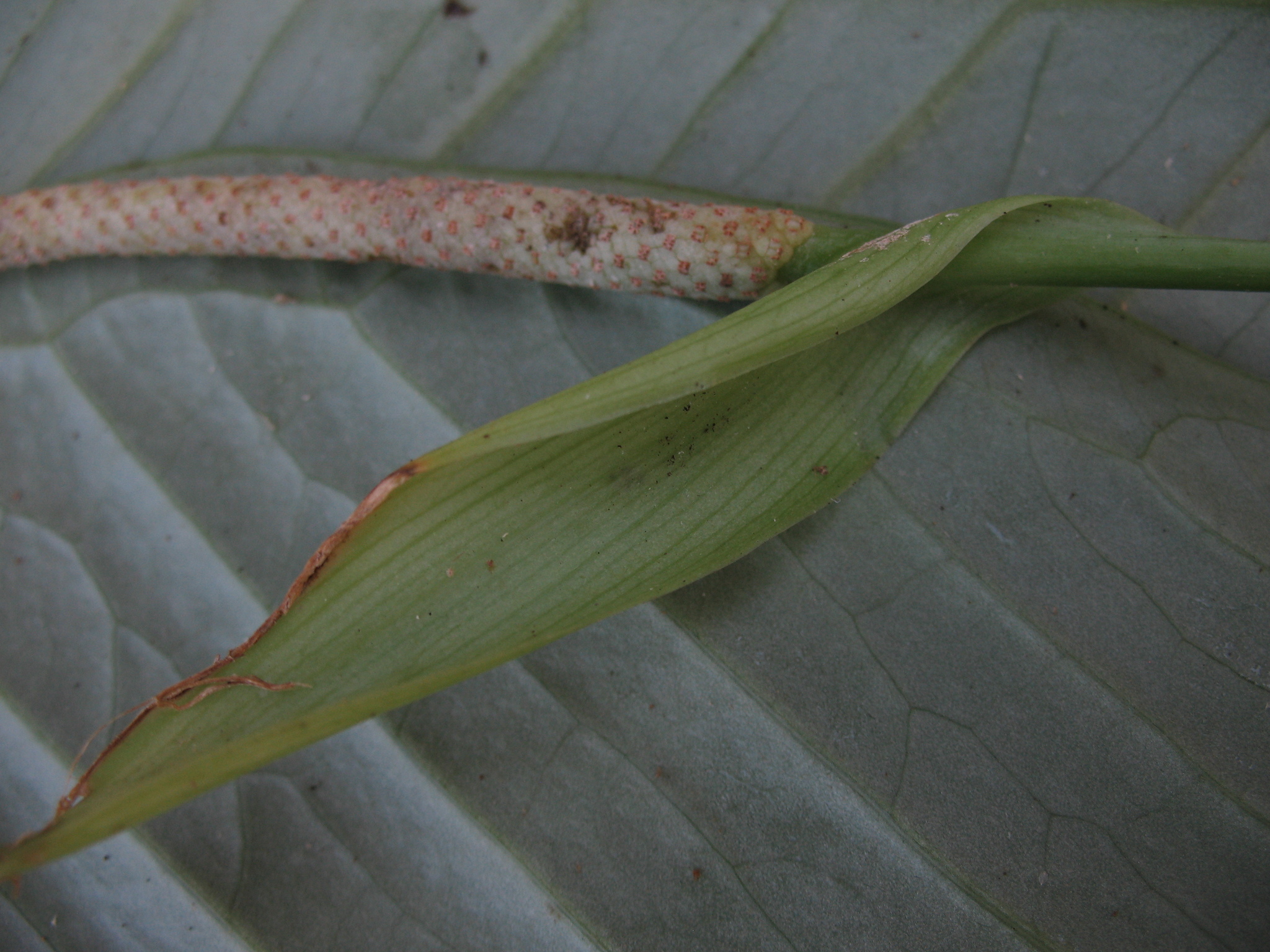 Anthurium oxycarpum 4