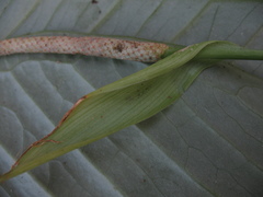 Anthurium oxycarpum