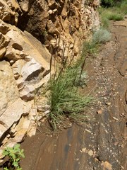 Muhlenbergia emersleyi