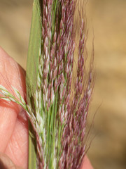 Muhlenbergia emersleyi