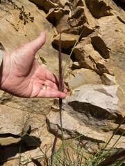 Muhlenbergia emersleyi