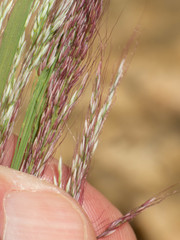 Muhlenbergia emersleyi