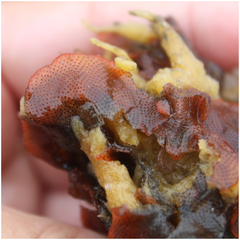 Watersipora subtorquata