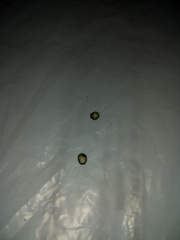 Zanthoxylum rhoifolium