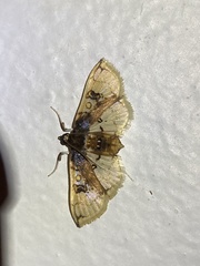 Compacta hirtalis