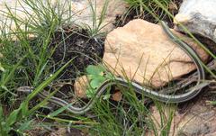 Psammophis crucifer
