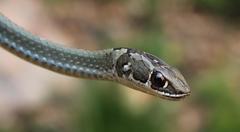 Psammophis crucifer