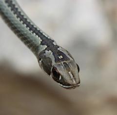 Psammophis crucifer
