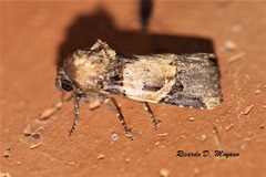 Hampsonodes orbica