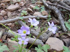 Oxalis alpina