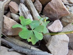 Oxalis alpina