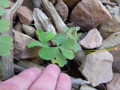 Oxalis alpina