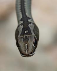 Psammophis crucifer