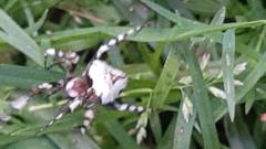 Eustala semifoliata