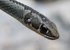 Psammophis crucifer