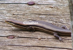 Marisora brachypoda