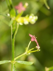 Galium wrightii