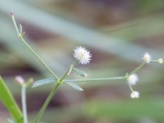 Galium wrightii