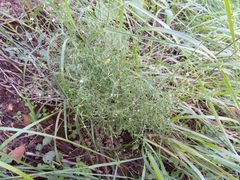 Galium wrightii