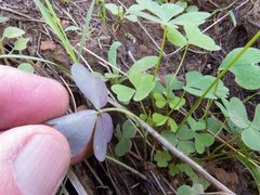 Oxalis alpina