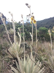 Espeletia grandiflora