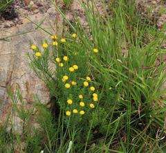 Chrysocoma tridentata