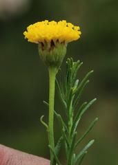 Chrysocoma tridentata