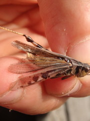 Camnula pellucida