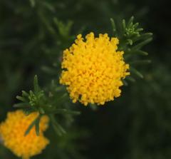 Chrysocoma tridentata