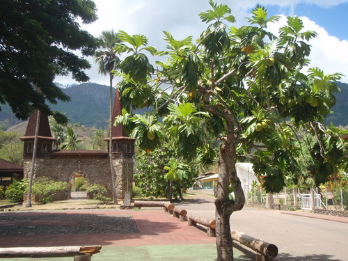 Artocarpus altilis observed 2013-02-15