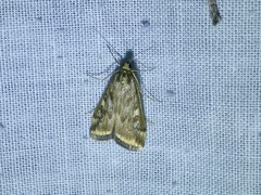 Loxostege allectalis