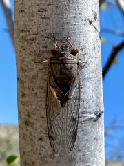 Diceroprocta digueti