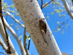 Diceroprocta digueti