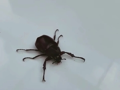 Xylotrupes gideon gideon