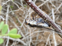 Diceroprocta digueti