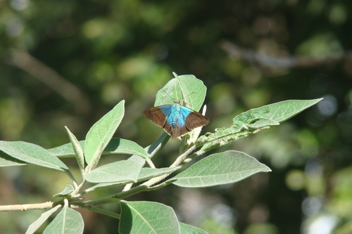 Astraptes elorus