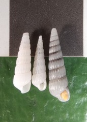 Turbonilla scalpidens