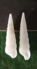 Turbonilla scalpidens