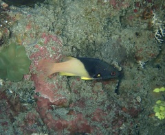 Bodianus mesothorax