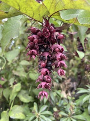 Leycesteria