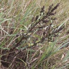 Verbascum lychnitis