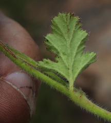 Pelargonium althaeoides