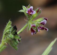 Pelargonium althaeoides