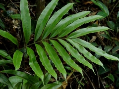 Metaxya scalaris