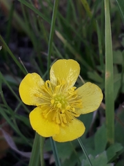 Ranunculus propinquus