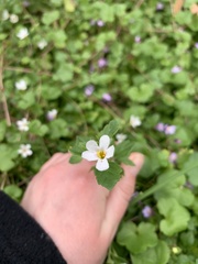 Chaenostoma cordatum